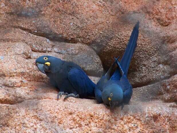 Araras azuis no Zoológico do Rio de Janeiro