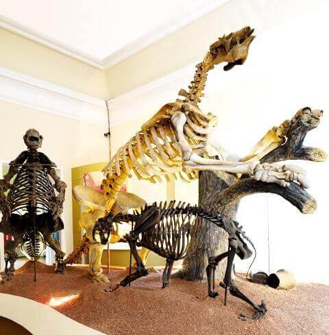 Esqueletos de Tigre dentes-de-sabre e preguiças gigantes no Museu Nacional UFRJ